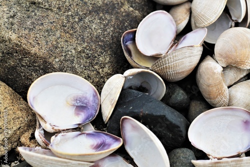 Shells Of Oysters And Hard Clams