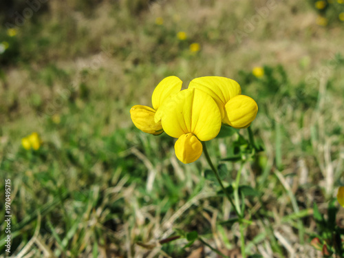 Bird's Foot Trefoil Popping Up In Mown Grass