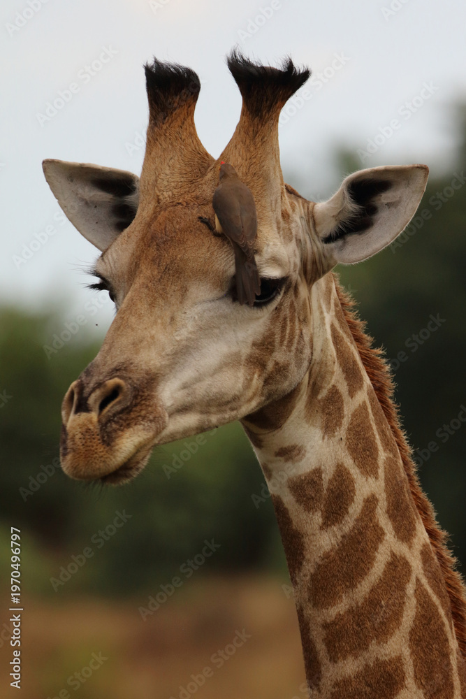 Obraz premium Giraffe / Giraffe / Giraffa camelopardalis