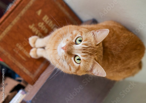 Fotografie Photograph of an orangecat with green eyes, seen from above,looking directly at the camera