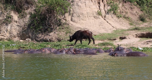 Hippopotamuses (Hippopotamus amphibius) and African Buffalo (Syncerus caffer), aka Cape Buffalo, Kazinga Channel, Queen Elizabeth National Park, Uganda, Africa.