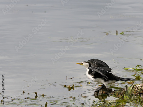 Little Pied Cormorant, Little Shag or Kawaupaka (Microcarbo melanoleucos) perched on a submerged rock about to fly off.