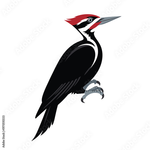 A striking illustration of a pileated woodpecker perched and looking forward