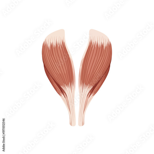 Muscle Anatomy Illustration: A detailed, isolated illustration of human muscle anatomy, highlighting the intricacies of the muscular structure.
