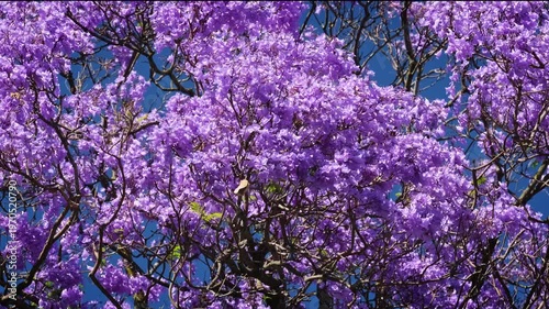 A jacaranda tree with vibrant purple flowers against a deep blue sky in Belem, Lisbon, Portugal. The blossoms create a striking view in the urban setting.