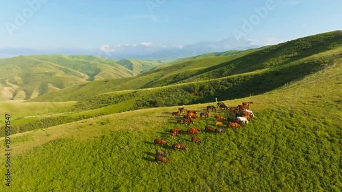 Herd of horses grazes peacefully on lush green hills in Chu Valley of Kyrgyzstan. Boom down camera movement, drone view.