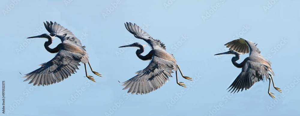 Obraz premium A Sequence of Images Taken of a Tri Colored Heron In-flight Against a Bright Blue Sky