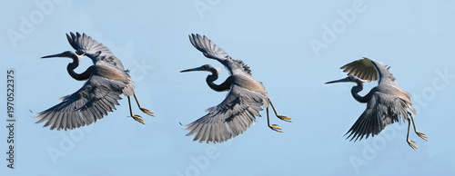 A Sequence of Images Taken of a Tri Colored Heron In-flight Against a Bright Blue Sky