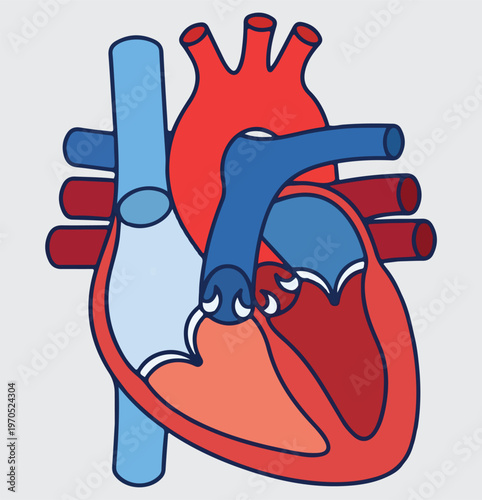 Diagram of the Human Heart Anatomy Showing Aorta, Atria, and Ventricles Medical Illustration