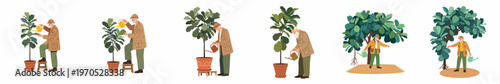 Series of illustrations showing an elderly gardener nurturing a Fiddle Leaf Fig plant from a small pot to a large flourishing tree.