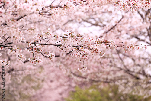満開の桜 権現堂