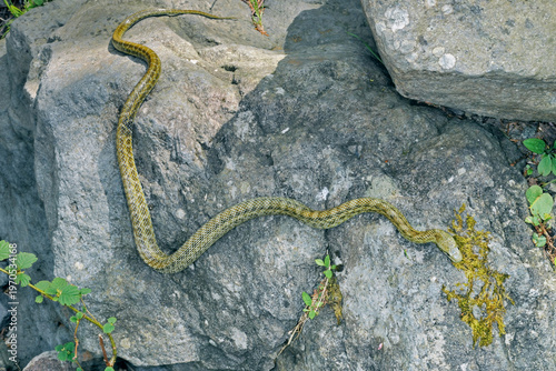 アオダイショウの成蛇（北海道・知床）
