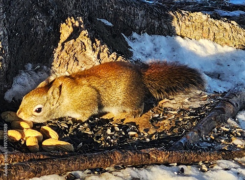 squirrel on the ground