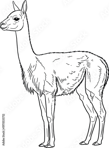 Llama Animal Vector Illustration with Detailed Line Art for Wildlife, Farm, and Domestic Animals Designs