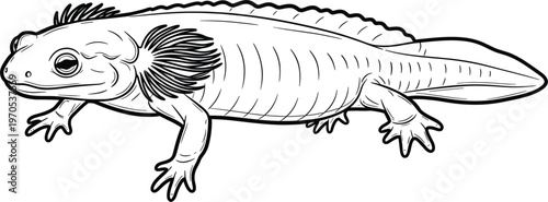 Axolotl Salamander Vector Illustration with Detailed Line Art for Wildlife, Amphibians, and Nature Designs