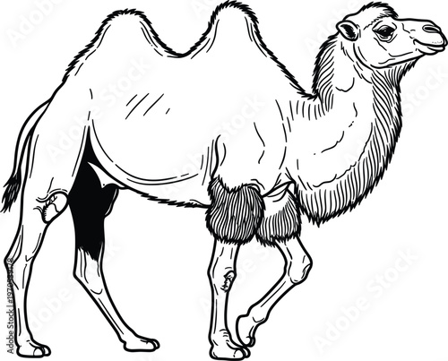 Camel Animal Vector Illustration with Detailed Line Art for Desert Life, Wildlife, and Domestic Animal Designs