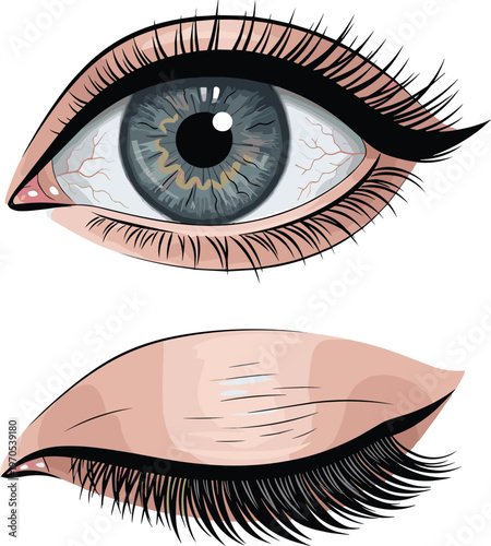 Detailed Vector Illustration of Human Eye with Eyelid, Close-Up of Eye Anatomy for Medical and Beauty Concepts