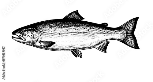 Vintage salmon fish engraving vector illustration detailed seafood sketch in antique ink style isolated