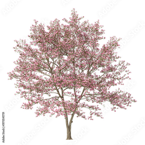 Tablou pe pânză Pink Flowering dogwood tree isolated on transparent background