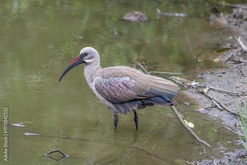 Glossy Ibis - South Africa 
