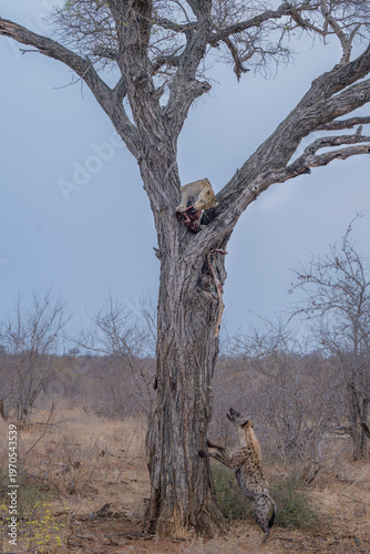 Leopard and Hyena- a classic standoff with leopard in a tree with a kill and hyena below looking up