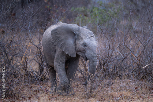 Juvenile Elephant in the bush