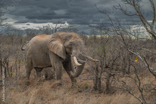 Bull elephant on the move