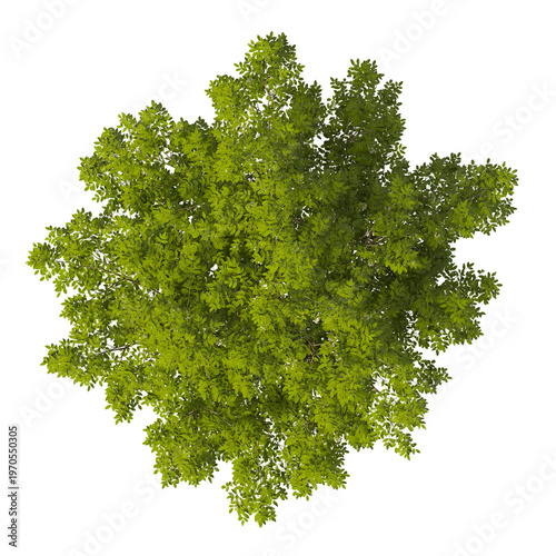Bilde på lerret White flowering shrub isolated on transparent background