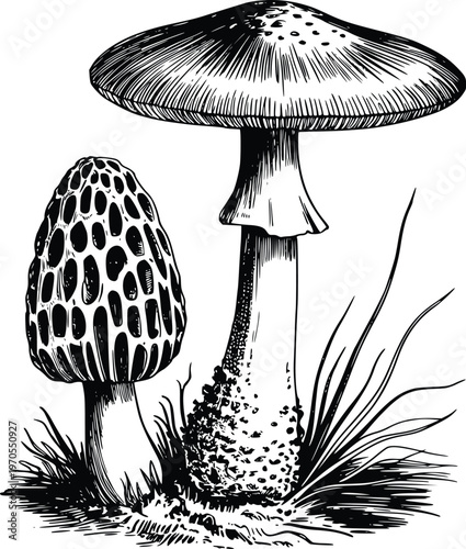 Vintage engraving of morel mushroom and agaric with spores growing in wild nature ground with grass blades and soil textures for botanical identification and forest foraging guides.