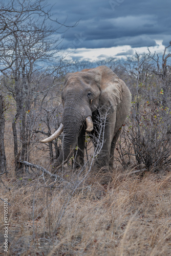 Bull elephant on the move