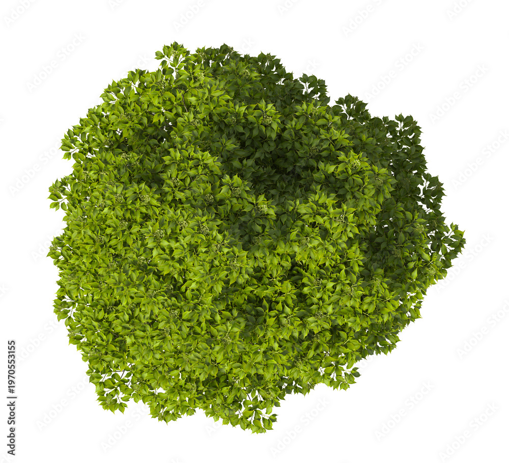 Obraz premium Single green tree isolated on transparent background. Large big tree with leaves isolated on transparent background. Tree isolated on white background. Isolated ornamental tree PNG. Leafy plant PNG.