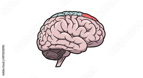 Detailed Human Brain Anatomy Vector Illustration with Frontal and Parietal Lobes Highlighted in Color, Ideal for Medical Education, Neuroscience, and Healthcare Concepts