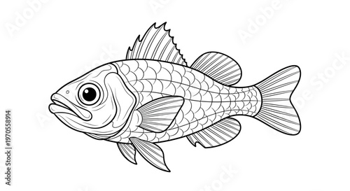 Detailed Fish Vector Illustration, Black and White Line Art Graphic for Aquatic Biology, Fishing, and Nature-Themed Educational Content.
