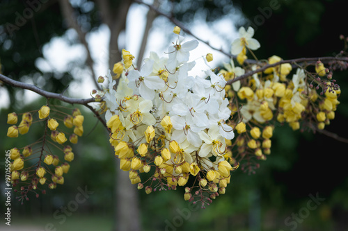 White Rainbow Shower Tree in the garden