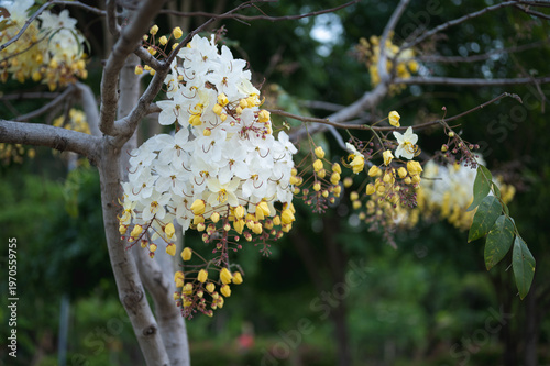 White Rainbow Shower Tree in the garden