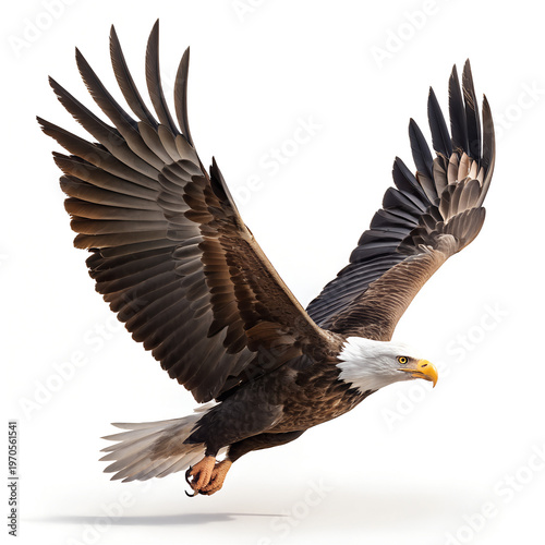 Bald Eagle in Flight with Wings Spread Wide Open