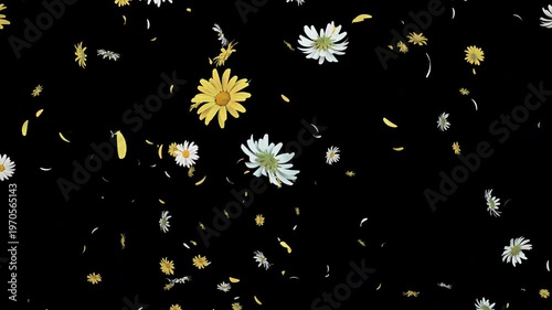 Daisy Flower Burst Vibrant Floral Explosion