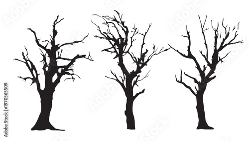Silhouette of Barren Trees: Striking silhouettes of leafless trees stand tall, their intricate branches reaching towards the sky, evoking a sense of stark beauty.