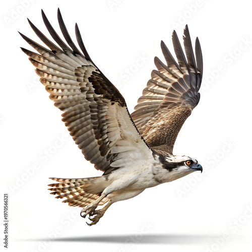 Osprey Bird Flying with Wings Spread Wide in Flight