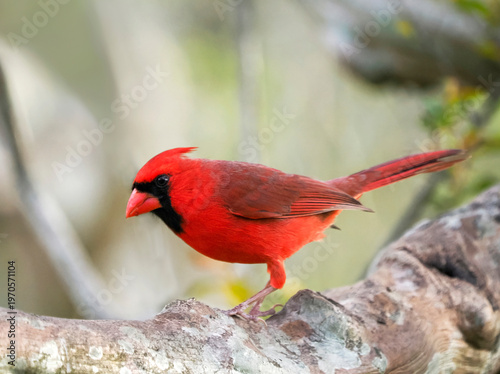 A Close-up Image of a Male Northern Cardinal Perched in a Tree