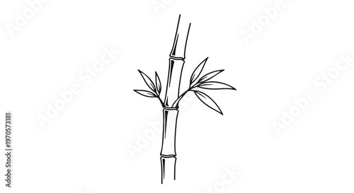 A single stalk of bamboo with leaves is depicted in a minimalist line drawing on a white background.