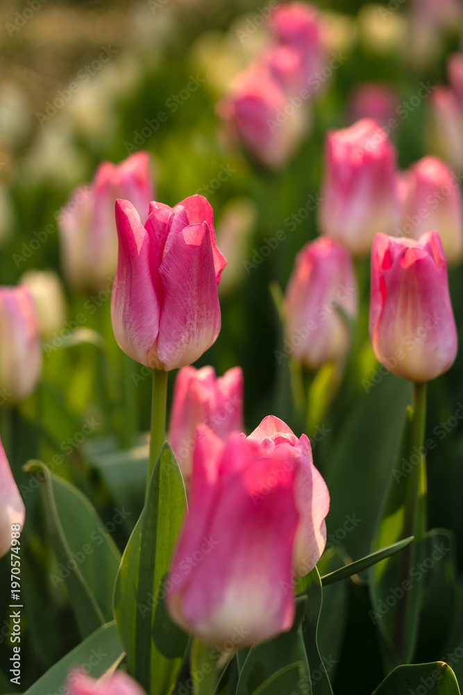 Fototapeta premium A sea of tulips is blooming in the garden, opening up in the spring season, presenting various kinds of charm.