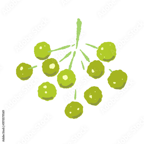 Cluster of Fresh Green Sansho Berries