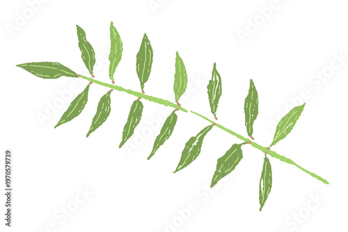 Diagonal Green Sansho Leaf Illustration