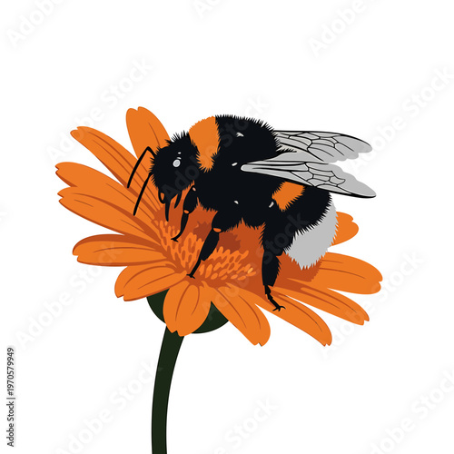 Bumblebee and Orange Flower: A fuzzy bumblebee, with its distinct black and yellow stripes, delicately lands on an orange daisy, showcasing nature's beauty and the importance of pollination. 