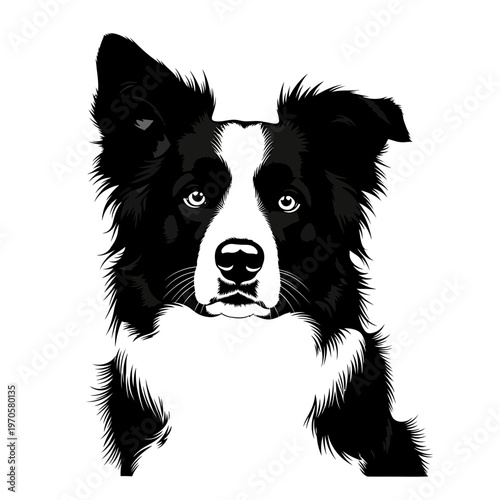 Sleek Border Collie Portrait: A captivating black and white portrait of a border collie, showcasing the breed's intelligence and focused gaze.