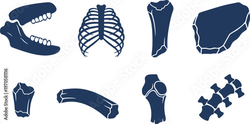 Illustrated collection of human skeletal anatomy parts including skull jaw bone rib cage femur scapula vertebrae and knee joint