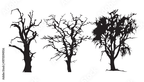 Silhouette of Barren Trees: A striking composition of three leafless trees casts bold silhouettes against a serene backdrop, representing the stark beauty of nature's raw form. 