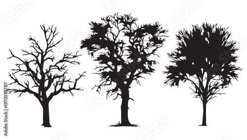 Silhouette Trees: A trio of bare trees stands tall in silhouette, their stark forms offering a study in nature's architecture. Witnessing the stark beauty of natural shapes and the play of light.