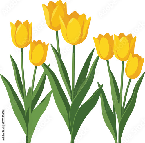 Created on yellow tulips blooming in a garden during spring isolated vector art on white background